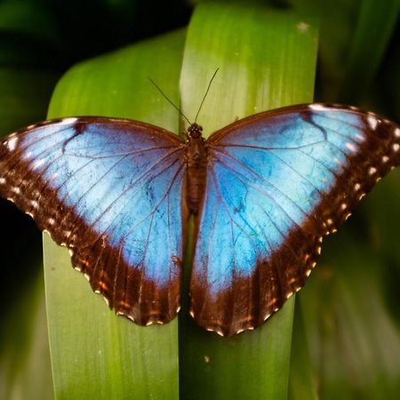 Veragua Rainforest Puerto Limon Kültér fotó