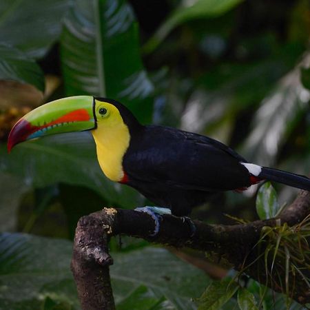 Veragua Rainforest Puerto Limon Kültér fotó