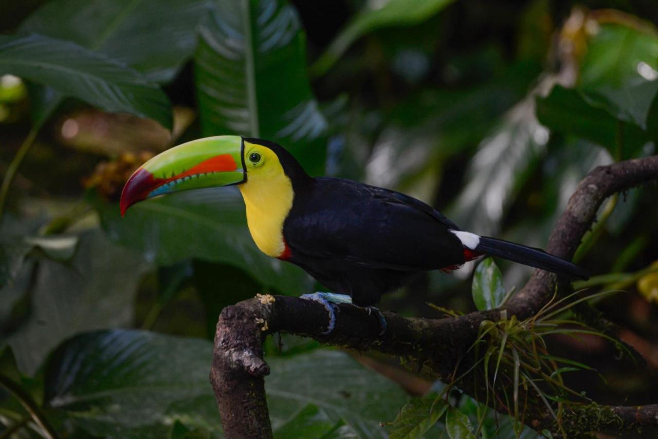 Veragua Rainforest Puerto Limon Kültér fotó