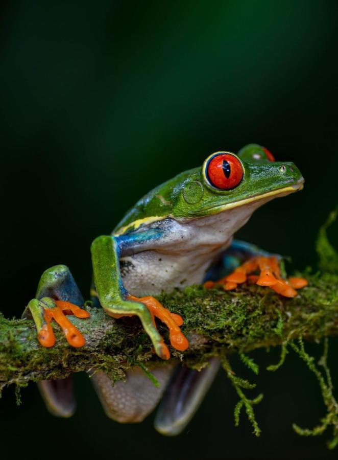 Veragua Rainforest Puerto Limon Kültér fotó