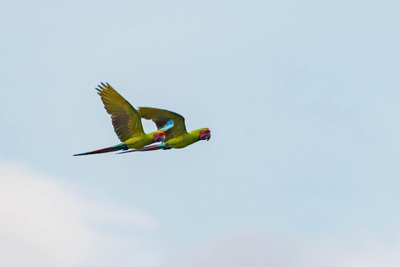 Veragua Rainforest Puerto Limon Kültér fotó